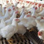 Bird Flu Detected in Raichur, Chikkaballapur, and Ballari Districts of Karnataka