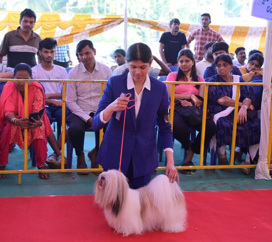 DOG SHOW (2)