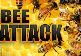31 injured in giant bee attack in Karnataka's Mundgod