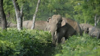 Two die in elephant attack in Dakshina Kannada