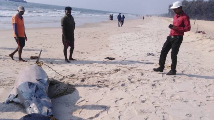 Dolphin carcass washed ashore at Tannirbavi beach in Karnataka