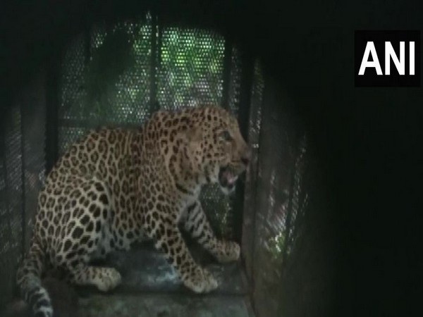 Leopard rescued from well, released into wild in Karnataka