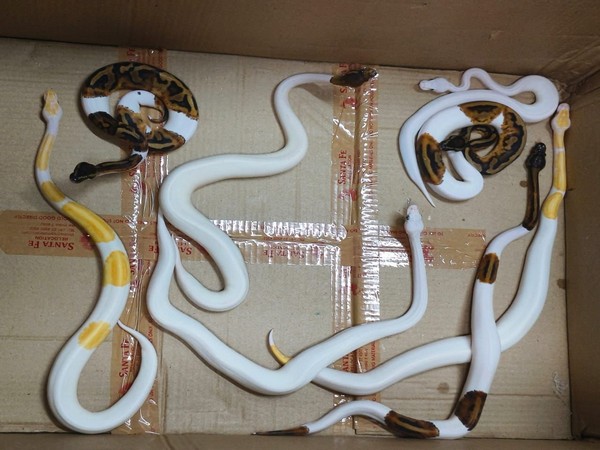 Maharashtra: DRI seizes 9 pythons, 2 corn snakes from passenger's luggage at Mumbai airport