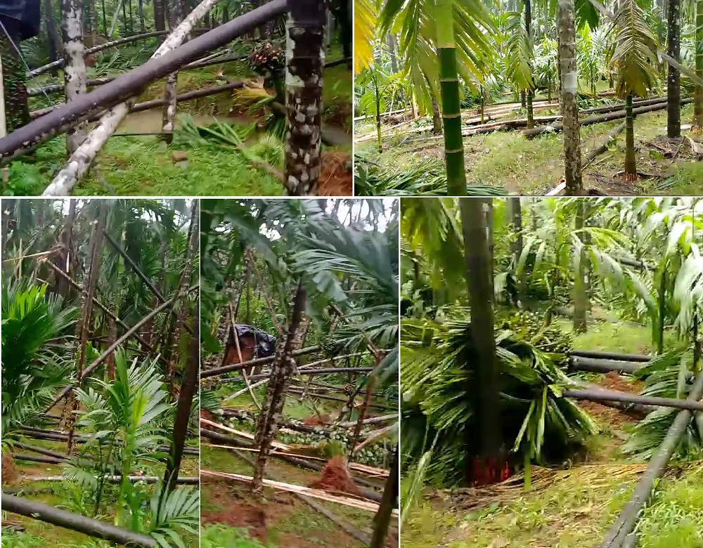 Severe storm devastates Hadvalli village: Over a thousand trees uprooted