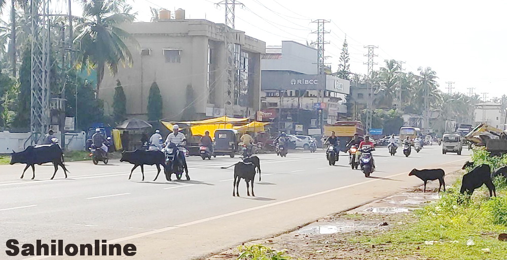 Bhatkal: Stray animals pose challenges on National Highway for vehicle passers