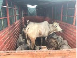 Two Arrested for Illegally Transporting Cattle in Mangaluru