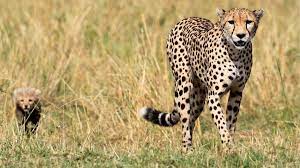 India may import cheetahs from northern Africa, say officials