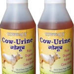 BJP leader calls for cow urine ritual before garba entry in Indore; Congress accuses of polarisation politics