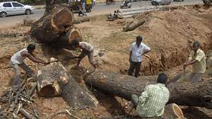 Brother of Karnataka BJP MP Pratap Simha arrested for illegally cutting trees