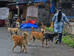 SC to hear various pleas relating to stray dog issue in Kerala on August 16