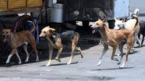 Seven-month-old boy mauled to death by stray dogs in Bhopal