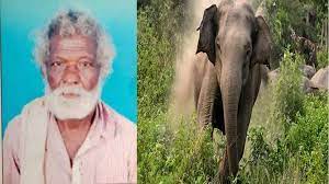 70-Year-Old Man Trampled To Death By Elephant In Kerala