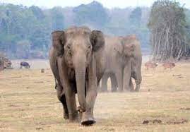 Four elephants get stuck in pond at plantation in Sullia, rescue operations on