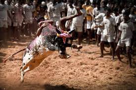 SC to consider listing pleas for review of verdict upholding validity of 'Jallikattu' law in TN