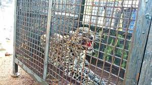 Kundapur: Leopard Rescued from Well after two days Operation