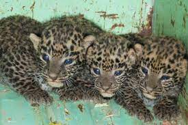 Seven leopard cubs die at Bengaluru's Bannerghatta Biological Park after virus attack