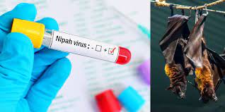 Kerala Nipah: Alert in Kozhikode’s neighbouring districts, containment zones announced