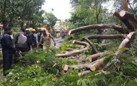 Mangaluru: Trees fall in heavy rain, cause damage