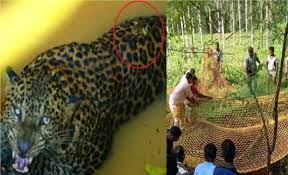 Leopard Safely Retrieved from Well in Moodbidri