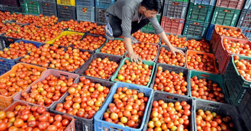 Centre plans tomato procurement from key growing states as prices skyrocket