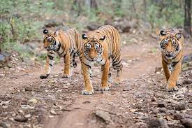 177 Tigers Died In India In 2023, Most In Maharashtra, Madhya Pradesh