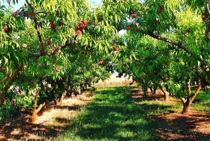 11 students fall ill after eating tree fruit seeds in Haliyal