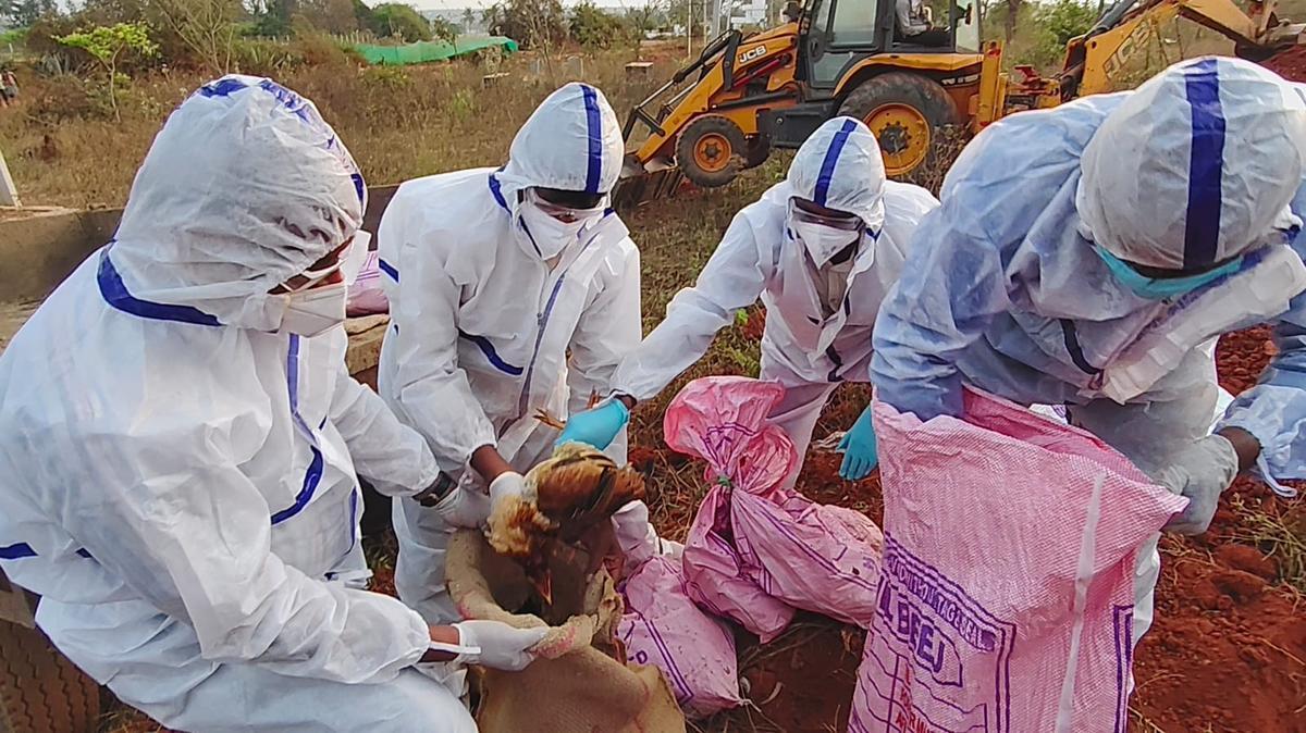 Karnataka wraps up 10-day H5N1 bird flu surveillance and containment drive