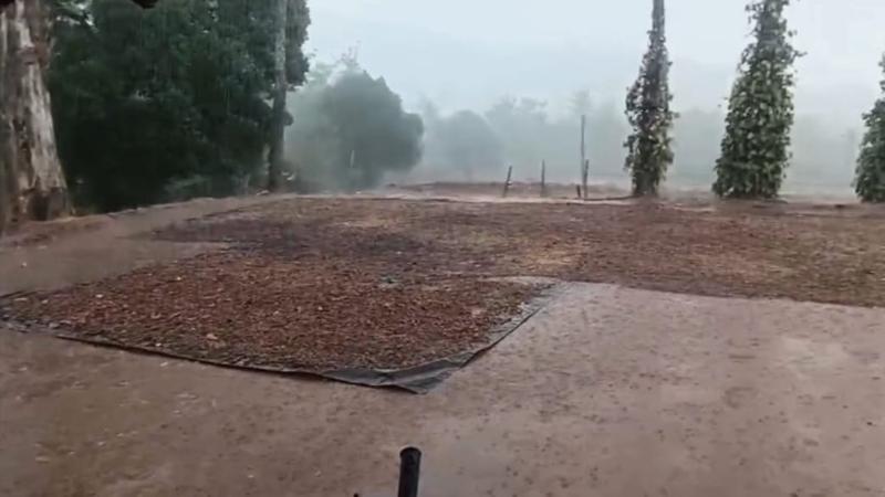 Unseasonal rain across several Karnataka districts causes distress to farmers; coffee, paddy and spice crops hit