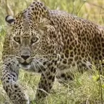 Honnavar: Leopard Attacks Bike Rider