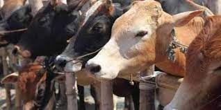 Muslim Federation Supports Hindu Seers in Call for Total Beef Export Ban