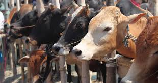 UP Anti-Cow Slaughter Law Doesn't Ban Transportation Of Beef: Allahabad High Court