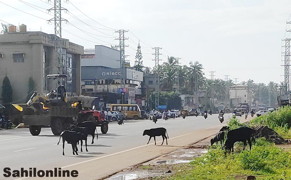 bhatkal-nh-animal-roaming-1