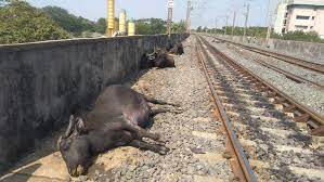 17 buffaloes run over by train near Mangaluru