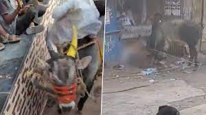 Karnataka: 8 people injured after being attacked by bulls during Kari festival