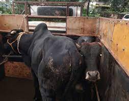 Five arrested in Karwar for illegal cow transport