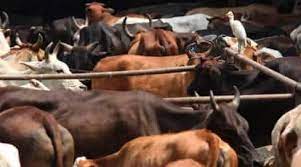 Mangaluru: One held for illegal trafficking of cattle