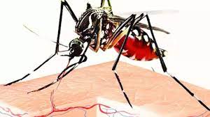 Bangladesh: Dengue death toll increases to 73