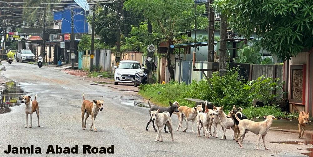 Stray dog menace in Bhatkal: Over 15 people attacked in three days, most victims are children