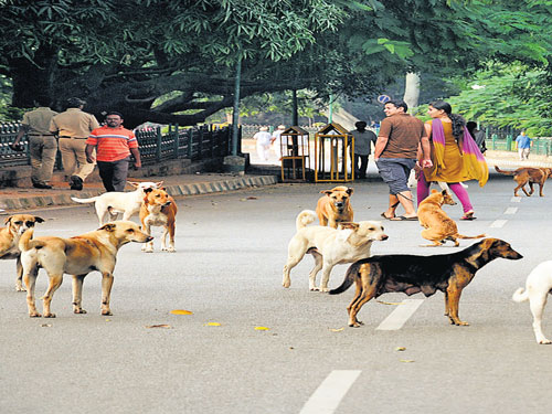 Stray dog attacks continue in Kerala as systemic solutions are ignored for quickfixes