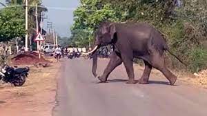 Karnataka Woman Trampled To Death By Elephant, ₹ 15 Lakh Aid Announced