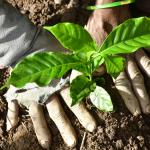 Karwar: Farmers in Uttara Kannada Successfully Cultivate Coffee for the First Time