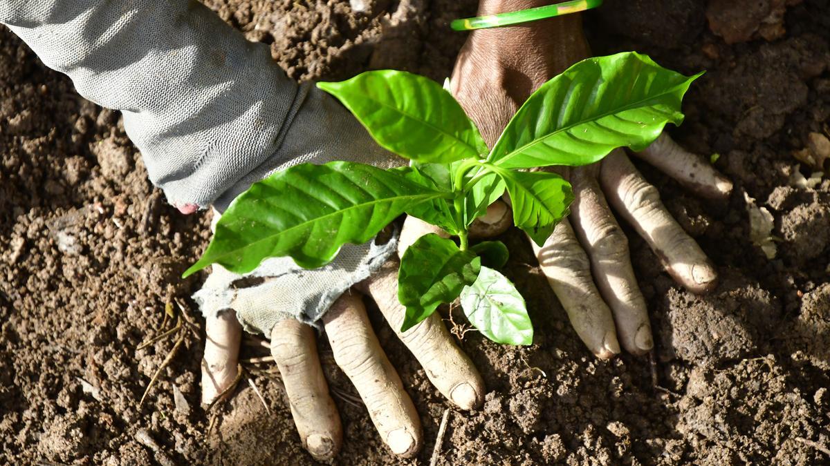 Karwar: Farmers in Uttara Kannada Successfully Cultivate Coffee for the First Time