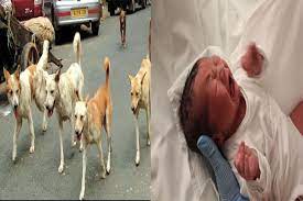 Karnataka: Dog spotted carrying dead baby in Shivamogga