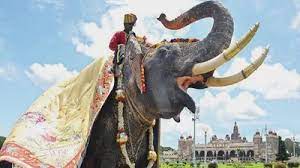 Mysuru Dasara’s centrepiece jumbo Arjuna killed by wild tusker