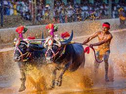 160 pairs of buffaloes expected to participate in the first two-day Bengaluru kambala from November 25