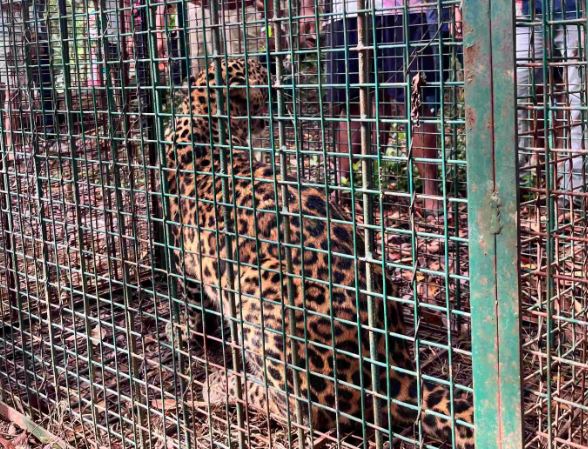 Forest Department Cage Captures Leopard Near Kumta After Month-Long Sighting Spree