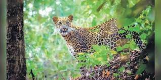 Six persons, including four firemen, injured in leopard attack in Tamil Nadu