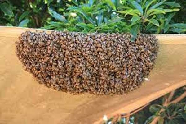 Bee attack: One dead, 14 hospitalised in Chamarajanagar